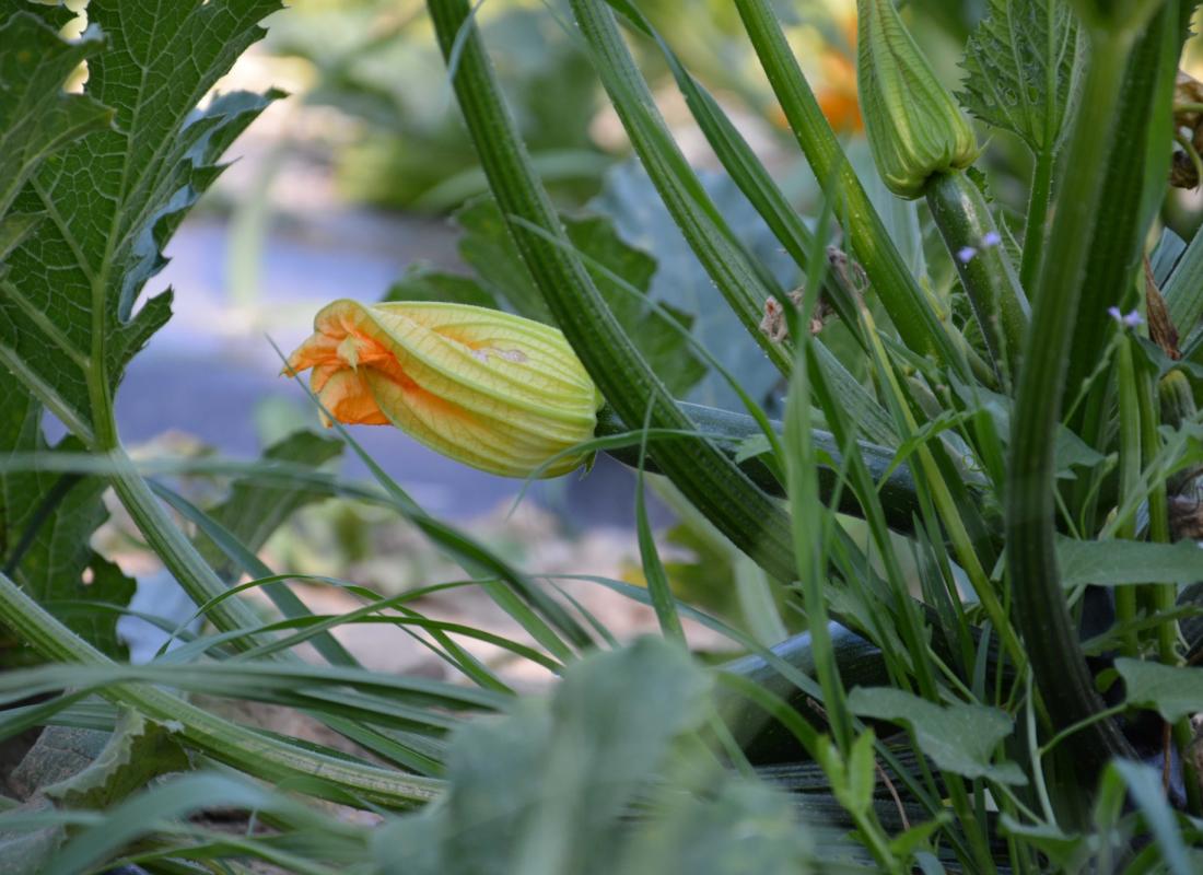 ZUCCHINI