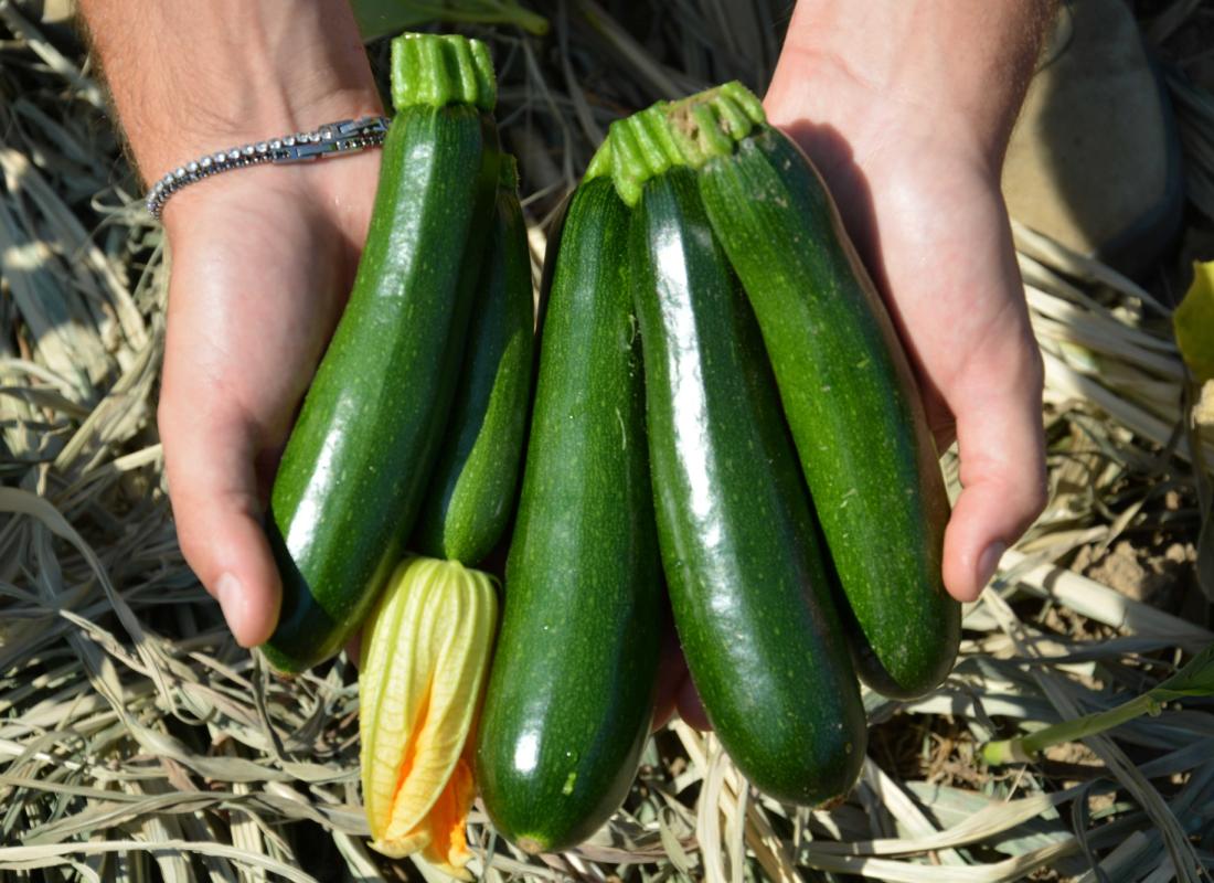 ZUCCHINI