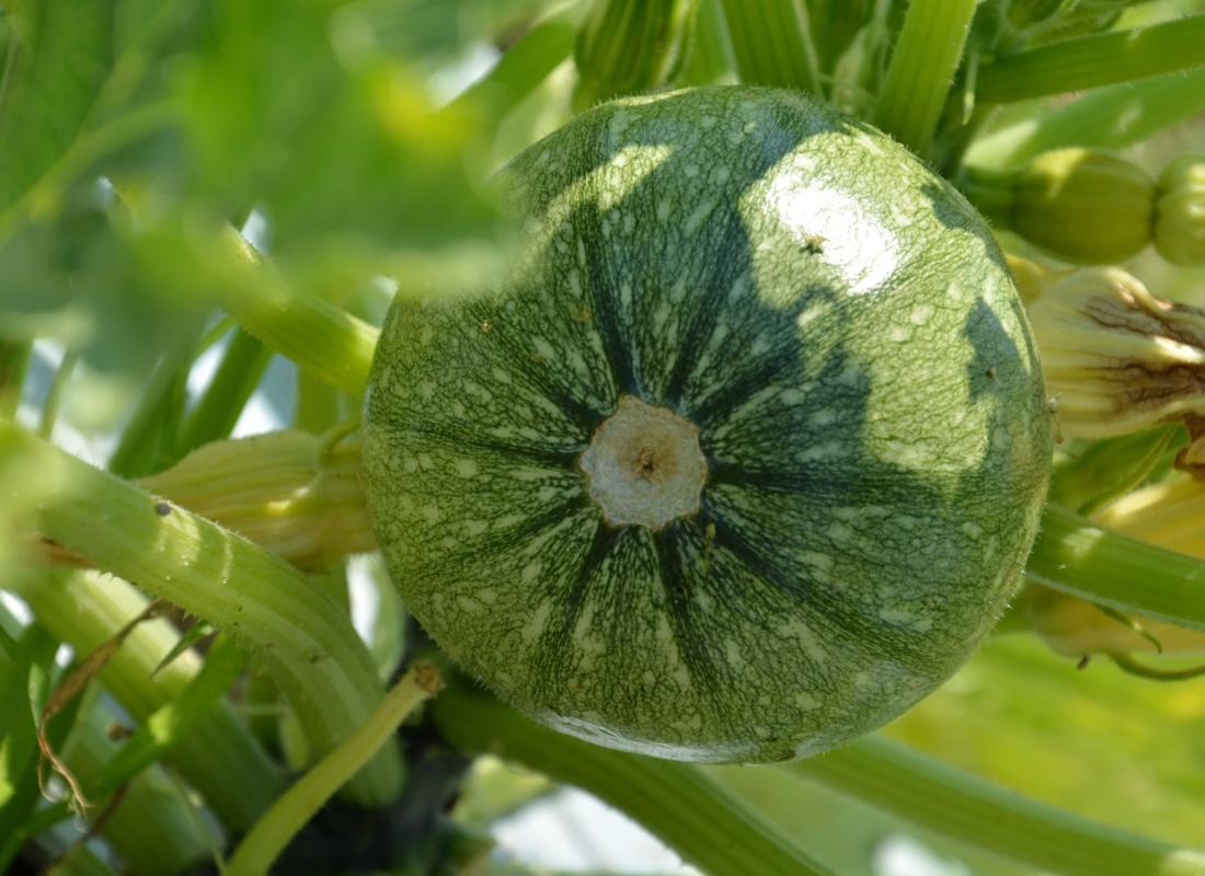 ZUCCHINI