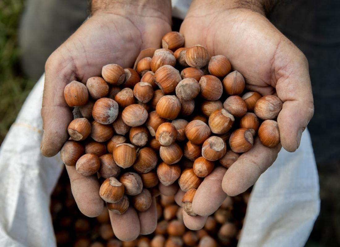 "NOCCIOLA PIEMONTE IGP" TOSTATA BIO
