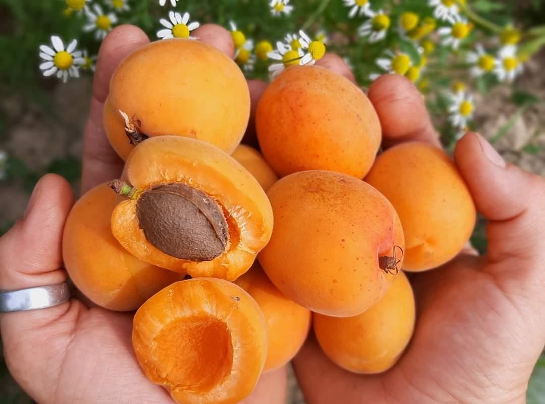 APRICOTS