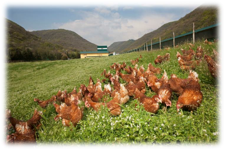 Uova di Collina