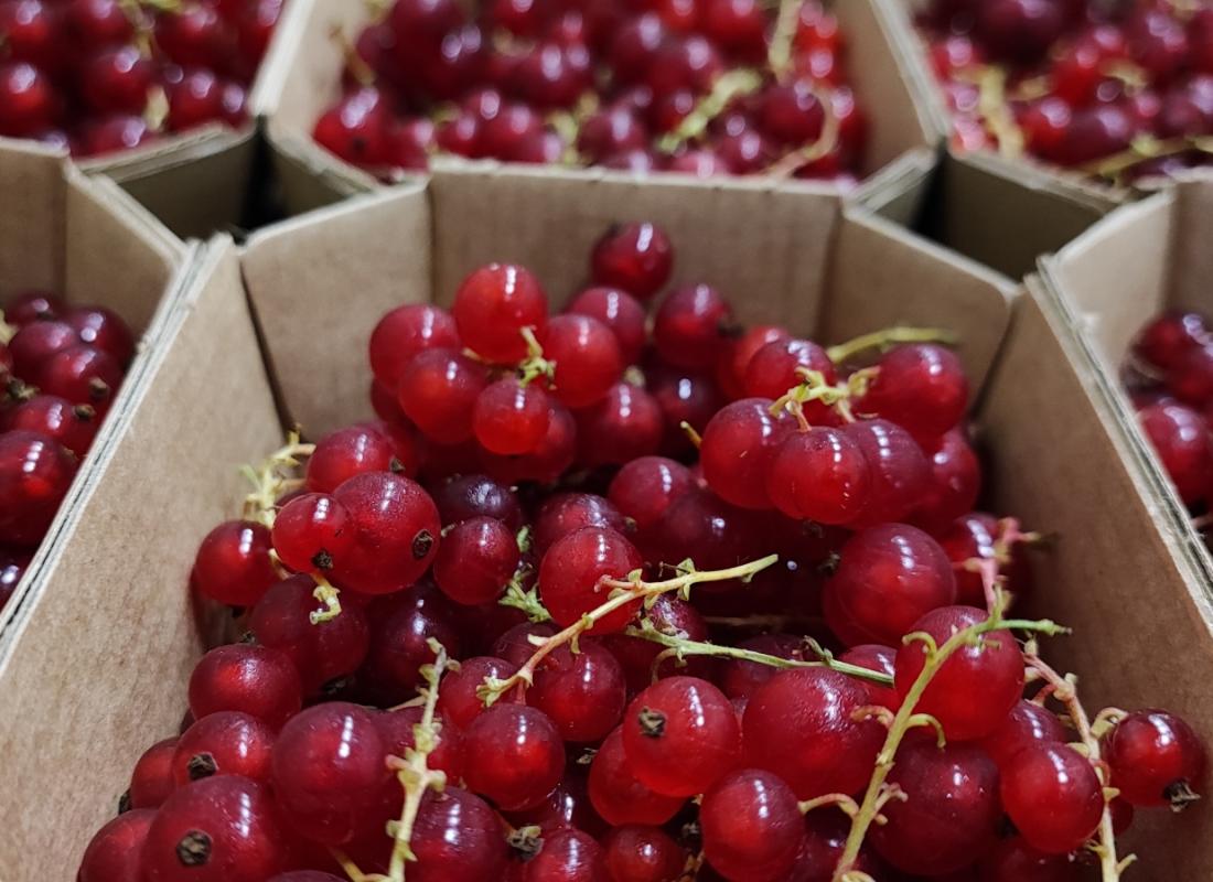 RIBES E MIRTILLI