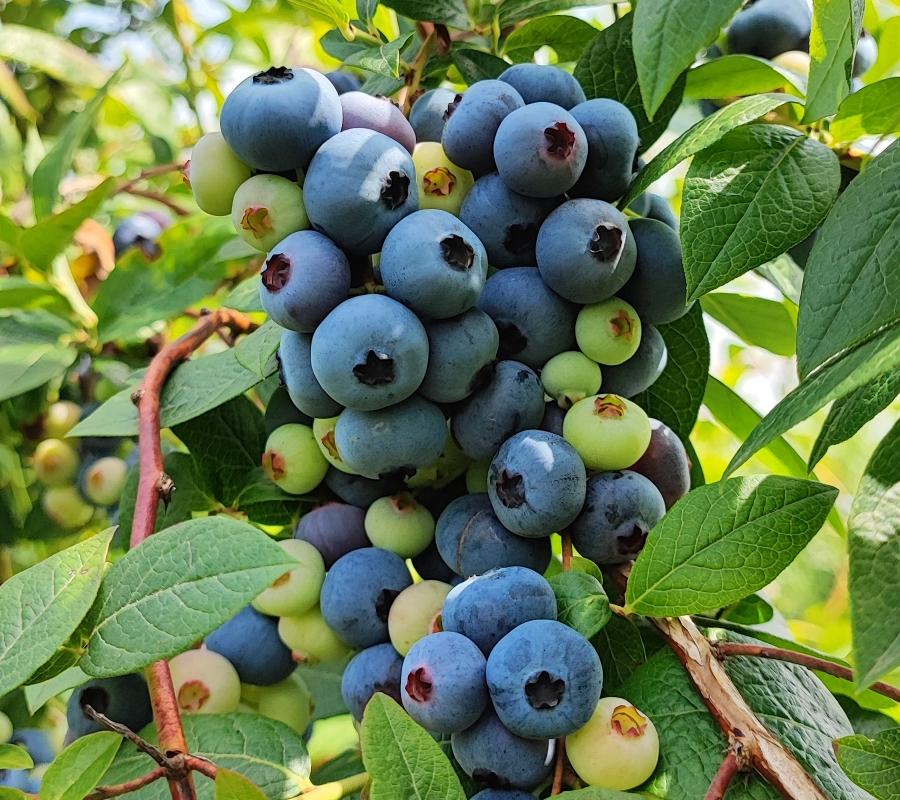 RIBES E MIRTILLI