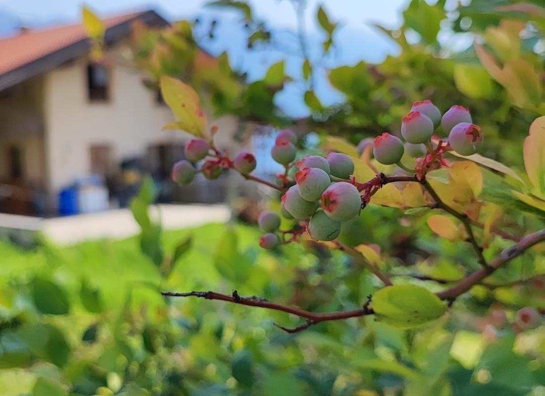 RIBES E MIRTILLI