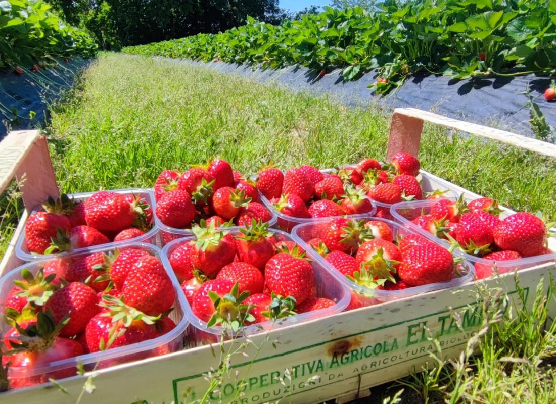 FRAGOLE