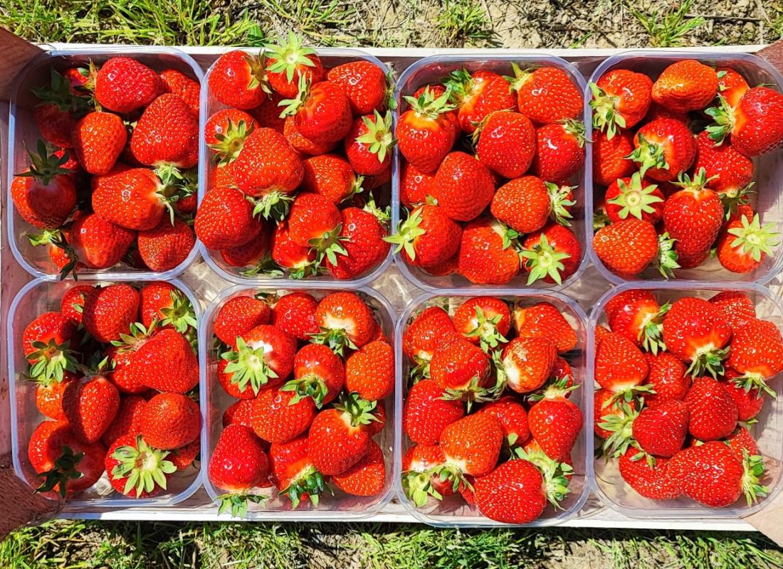FRAGOLE