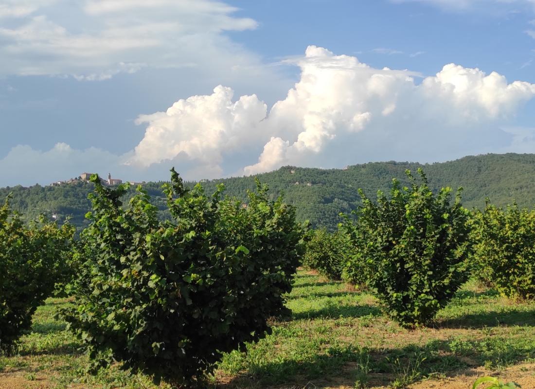 "NOCCIOLA PIEMONTE IGP" TOSTATA BIO