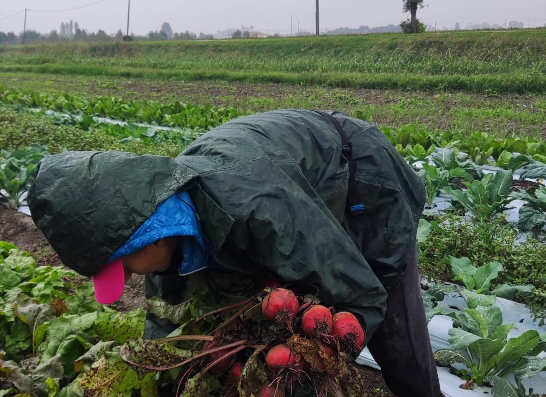 RAPE ROSSE E DI CHIOGGIA