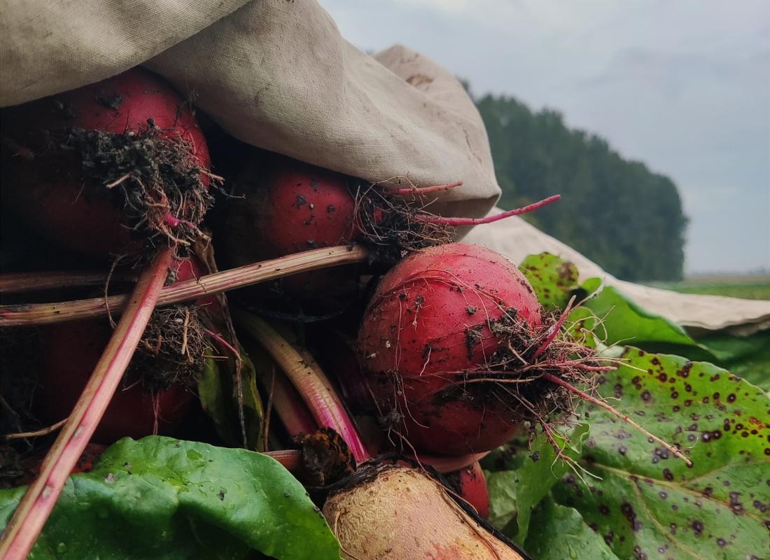 ROTE UND CHIOGGIA-RÜBEN