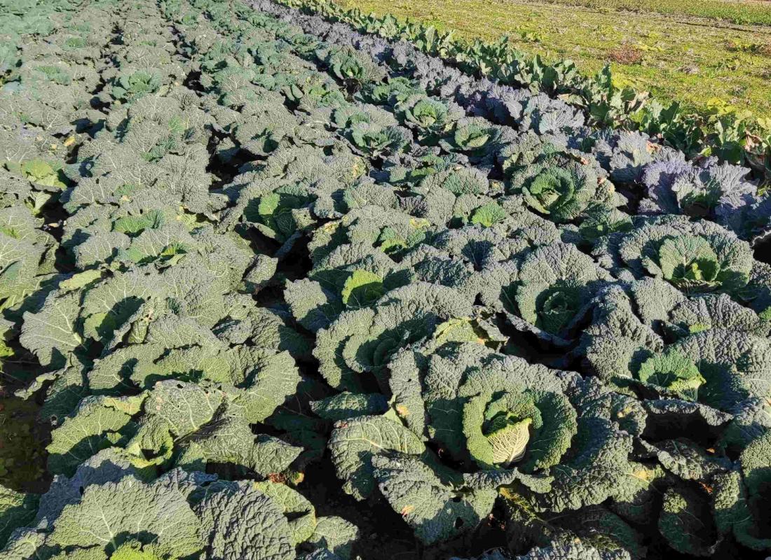Kohl und Wirsing