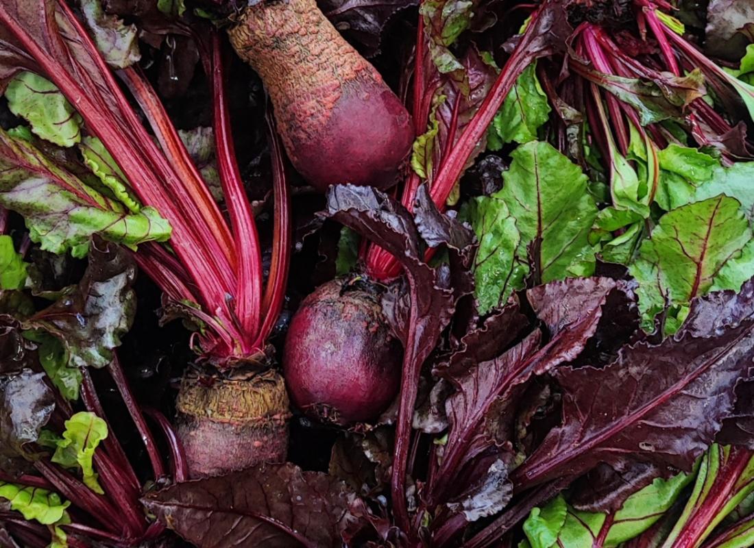 ROTE UND CHIOGGIA-RÜBEN