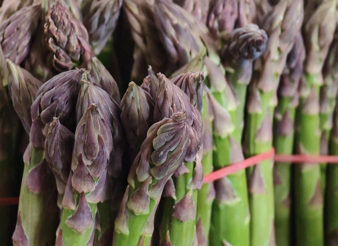 Asparagi El Tamiso