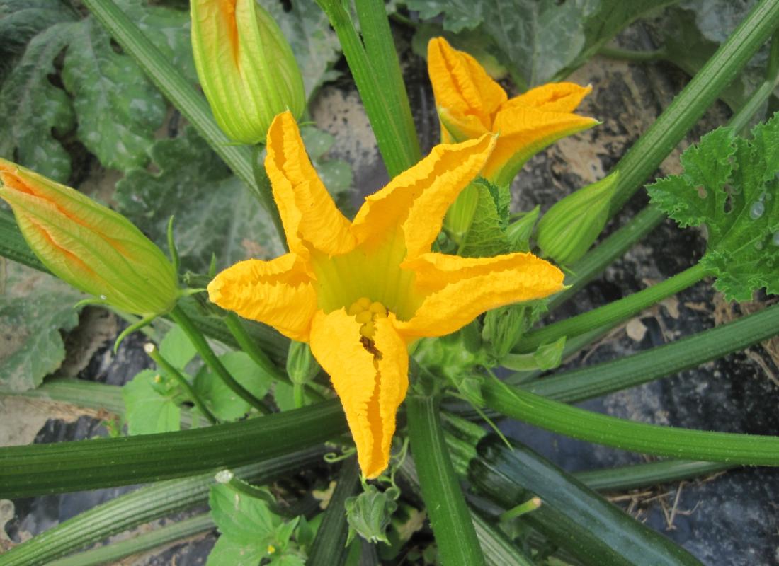 ZUCCHINE