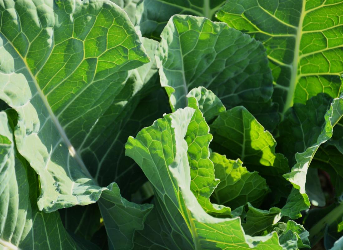 BROCCOLO PADOVANO