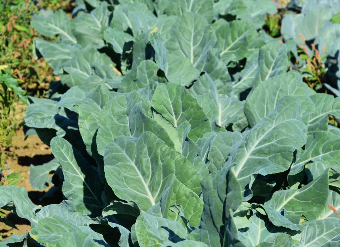 BROCCOLO PADOVANO