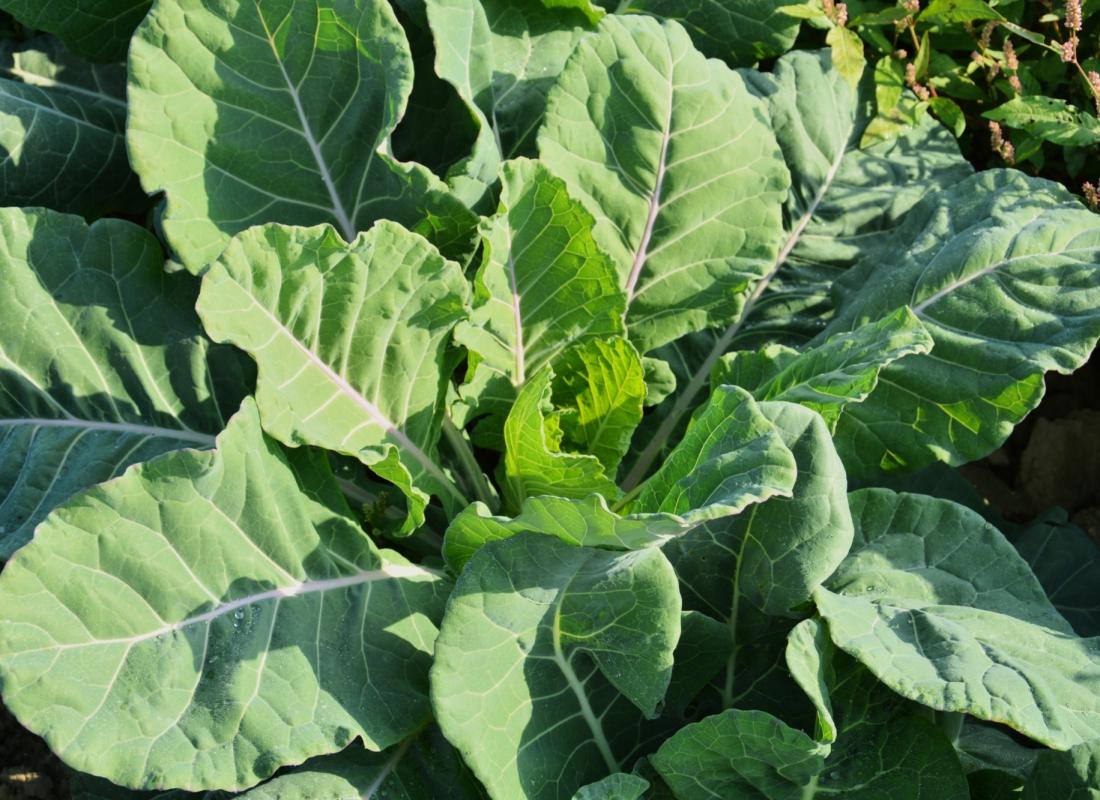 BROCCOLO PADOVANO