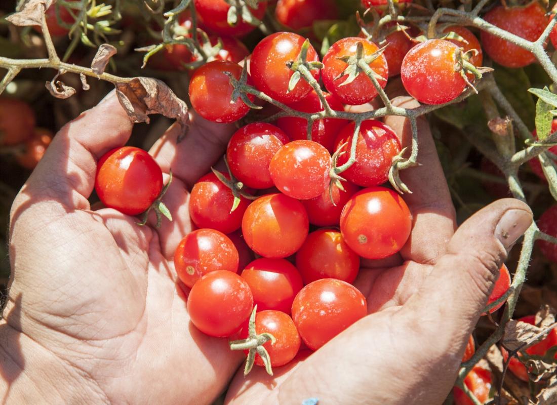 Salse di Pomodoro