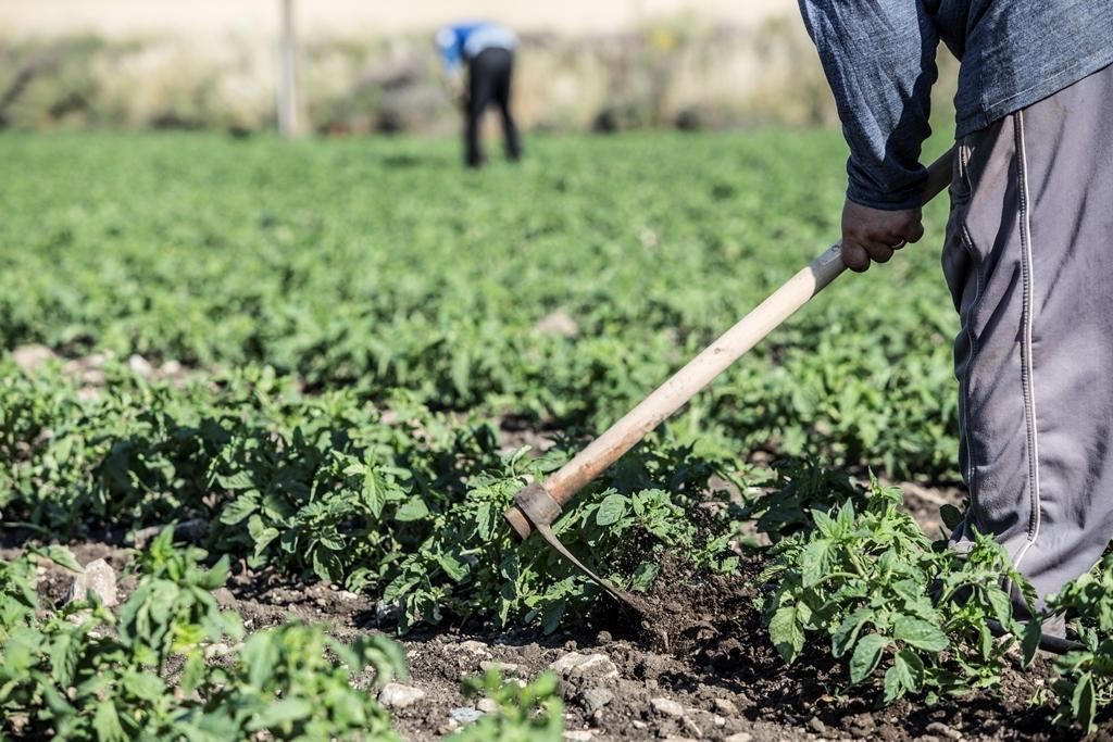 Salse di Pomodoro