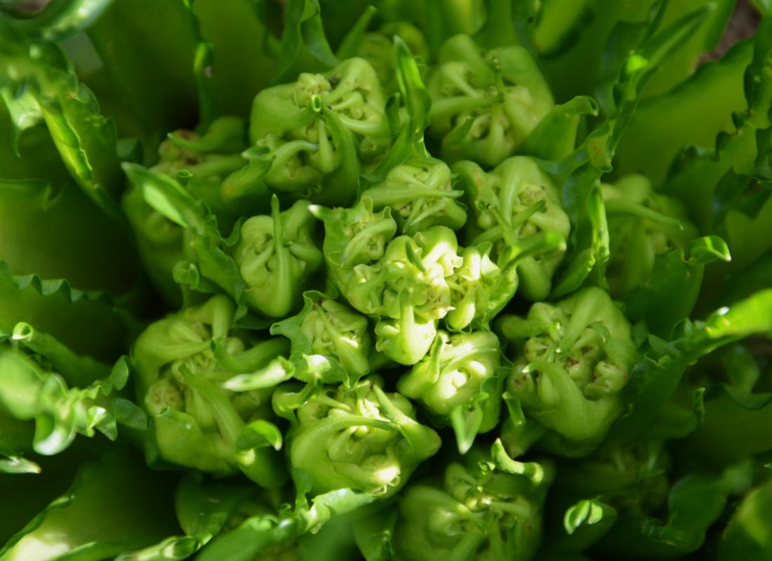 Cicoria Catalogna &  Puntarelle