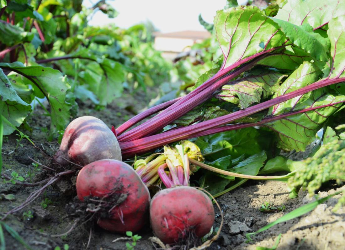 ROTE UND CHIOGGIA-RÜBEN