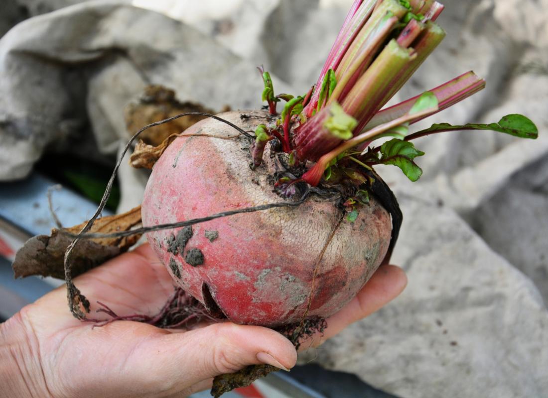 ROTE UND CHIOGGIA-RÜBEN
