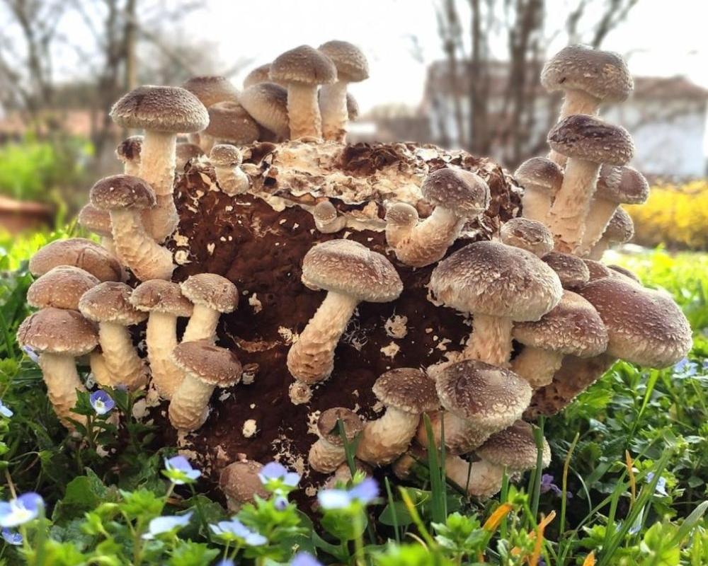 FUNGHI SHIITAKE e PLEUROTUS