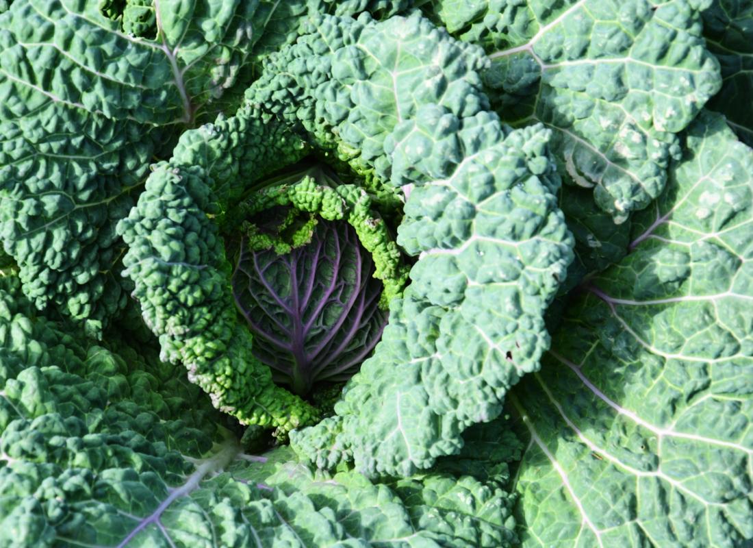 Kohl und Wirsing