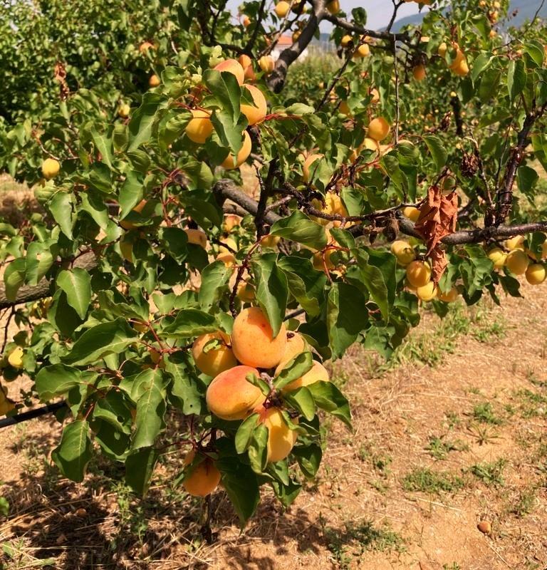APRICOTS