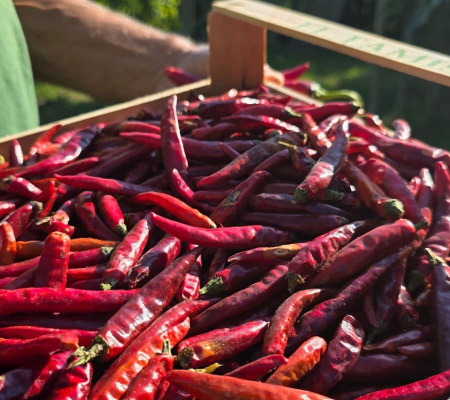 Piment de Cayenne