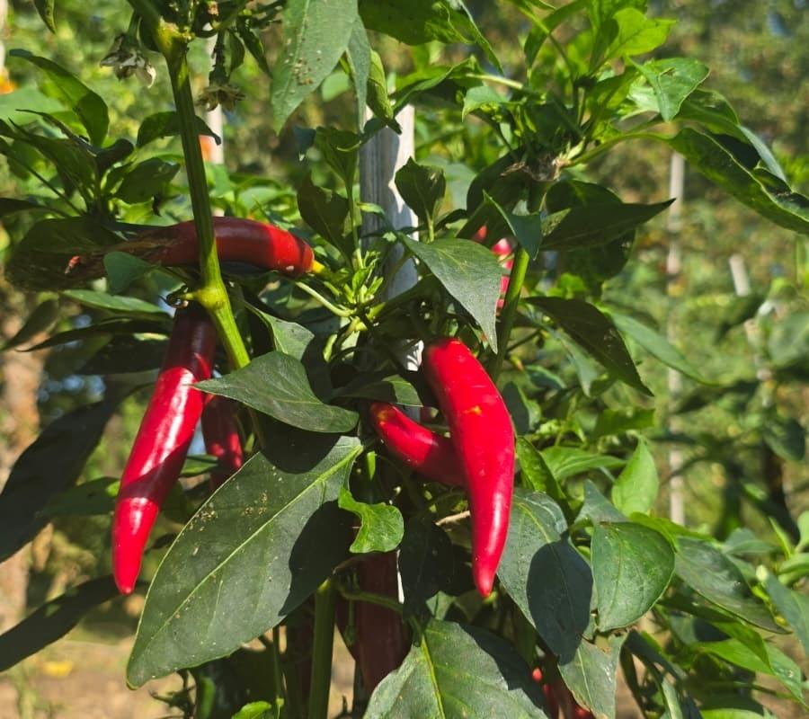 Piment de Cayenne
