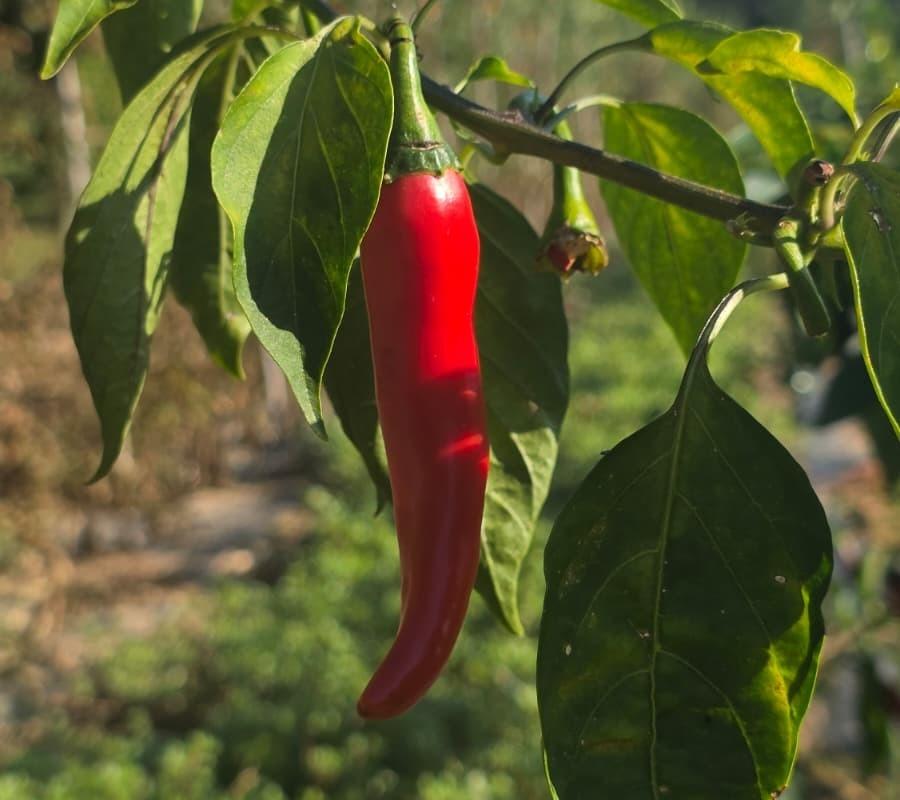 Piment de Cayenne