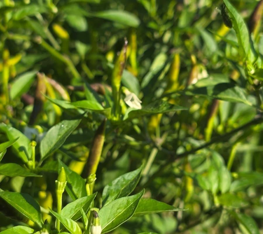 Piment de Cayenne