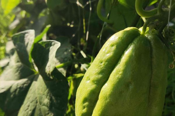 Chayote
