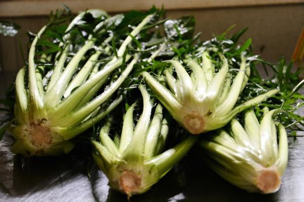 Catalonia Chicorée & Puntarelle