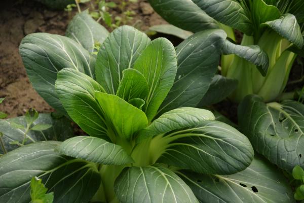Pak Choi