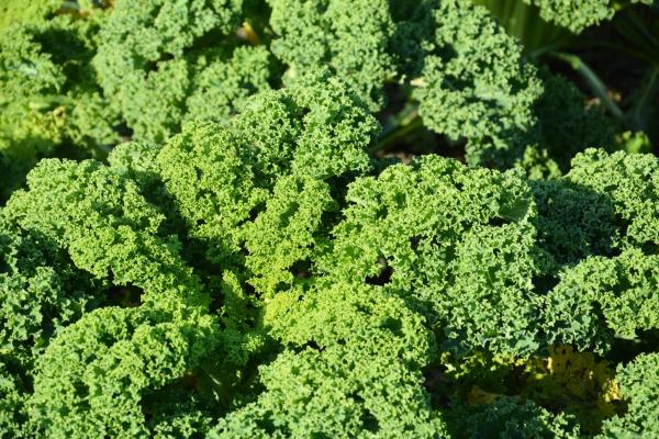 Curly Cabbage