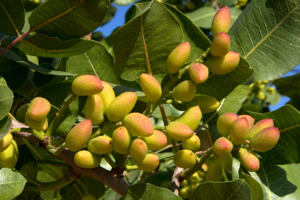 PISTACCHI