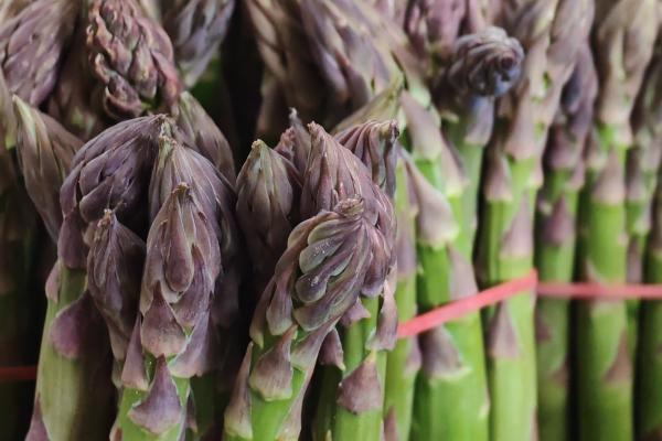 Asparagi El Tamiso