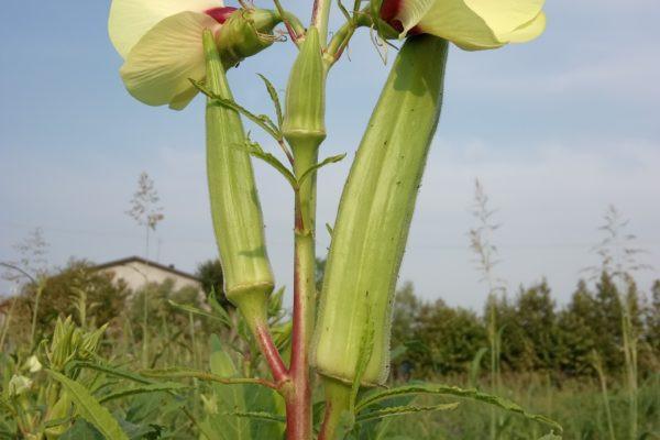 EL TAMISO COLTIVA L’OKRA