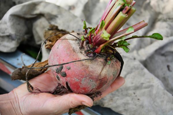 ROTE UND CHIOGGIA-RÜBEN