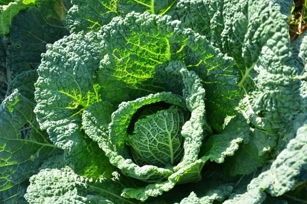 Kohl und Wirsing