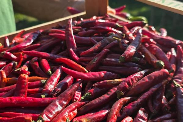 Piment de Cayenne