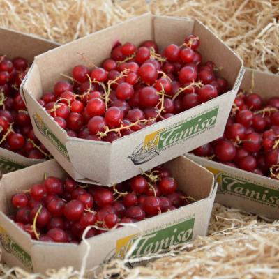 RIBES E MIRTILLI