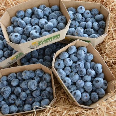RIBES E MIRTILLI