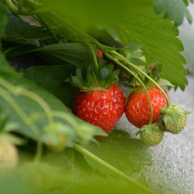 FRAGOLE