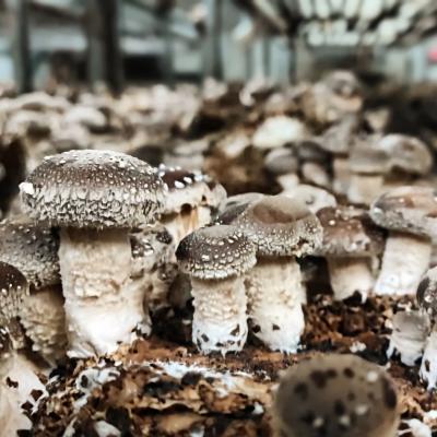 FUNGHI SHIITAKE e PLEUROTUS