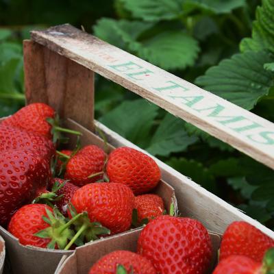 FRAGOLE