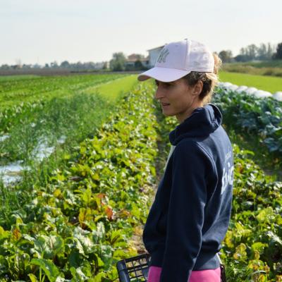 Cicoria Catalogna &  Puntarelle