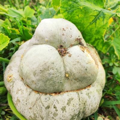Zucca Cappello da Prete